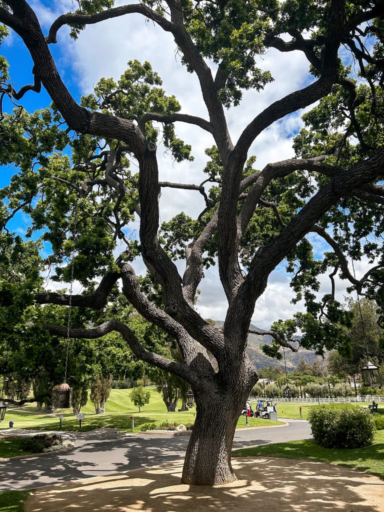 The Oak at Ojay Valley Inn