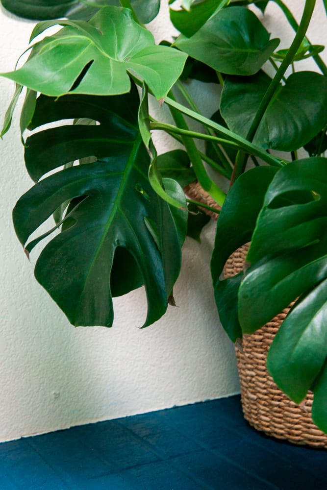 Natural Elements in your space